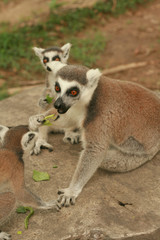 Mother and baby lemur eating food together