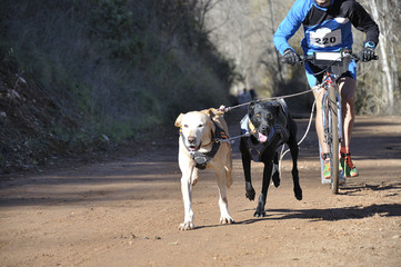 Two dogs and their musher taking part in a popular canicross with a diggler mountain scooter