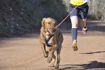 Dog and its owner taking part in a popular canicross race