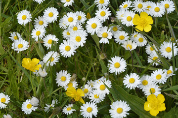 Close up of white daisies and yellow buttercups in grass with field flowers
