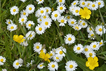 Close up of white daisies and yellow buttercups in grass with field flowers
