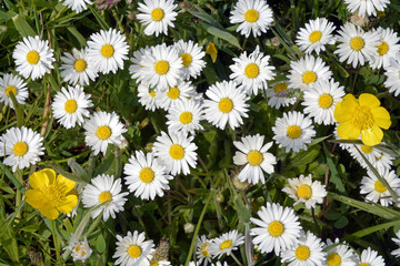 Close up of white daisies and yellow buttercups in grass with field flowers
