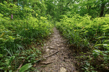 green forest in summer