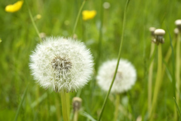 Closeup of fluffy white dandelion in grass with field flowers
