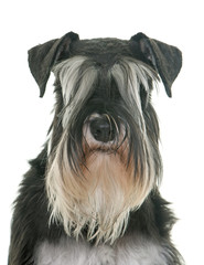 black and white miniature schnauzer