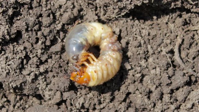 The larva of the beetle Melolontha/soil ground beetle May beetle larva