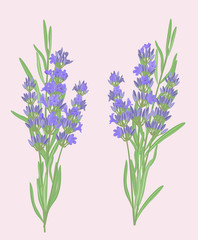 Fototapeta na wymiar Vector illustration of lavender flowers in vintage style.