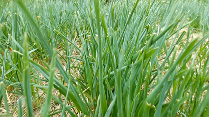 Flying through green grass on the field or lawn. Nature sunny summer concept.