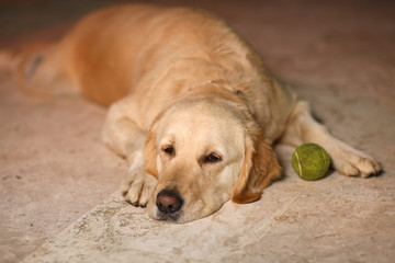Labrador lies on a rug