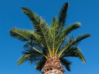 Fototapeta na wymiar Green Palm Plants Vegetation