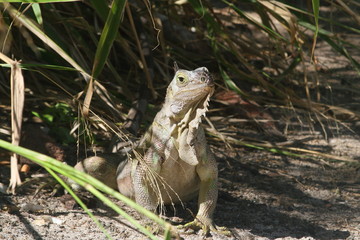 Iguane 