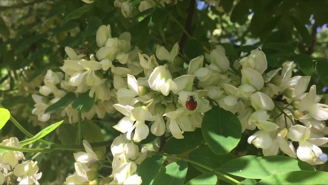 White acacia flower and a ladybug