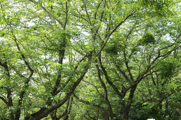 Obraz premium 午後の公園