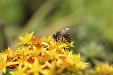 Bee collecting nectar on yellow-red flowers
