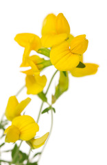 Toadflax flowers closeup isolated on white .