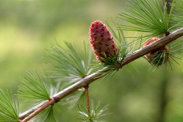 Young larch cones