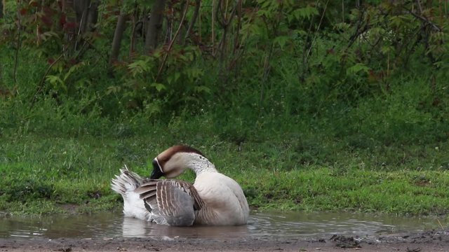 bathing geese, a live sound