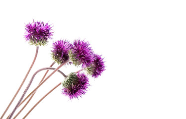 thistles flower isolated