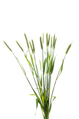 Green wheat ears isolated