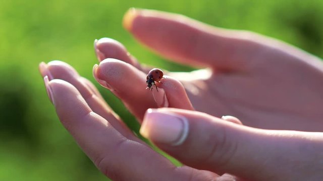 Close up woman hands holding ladybug on the hands. Slow motion