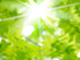 Fototapeta na wymiar 新緑の季節　光の輝き 