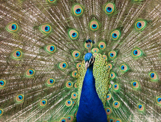 Obraz premium Male peacock displaying tail feathers