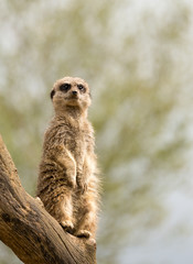 Meerkat standing guard on tree branch