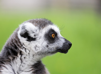 Naklejka na ściany i meble Close up portrait of ring tailed lemur