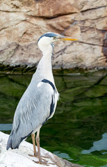 Grey heron standing by water