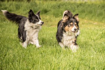 Zwei Hunde beim Sapziergang im Frühling - Border Collies