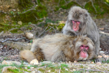Japanese macaque monkeys engaged in social grooming