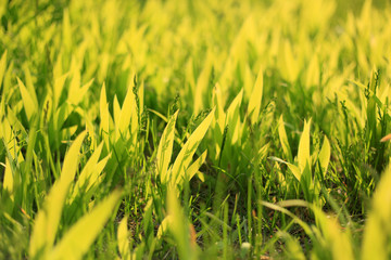 The grass