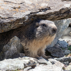 Marmotta