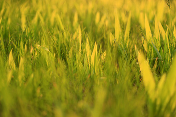 The grass