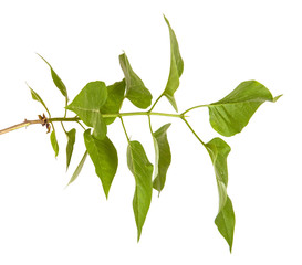 green lilac leaves. isolated on white background