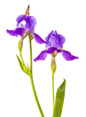 purple iris flower. isolation is not a white background
