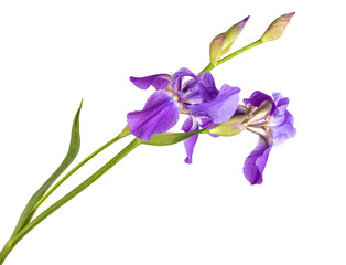 purple iris flower. isolation is not a white background