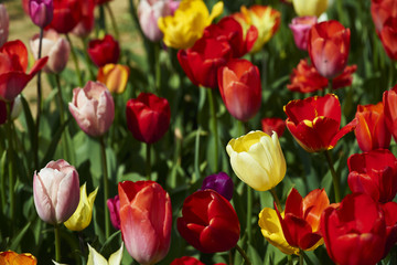 Fototapeta premium tulpen23
