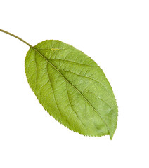 one apple leaf isolated on white background