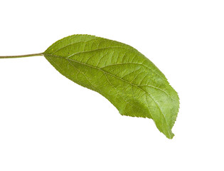 Obraz premium one apple leaf isolated on white background