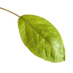 Fototapeta premium one apple leaf isolated on white background