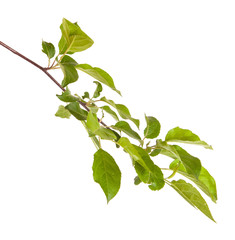 apple-tree branch with green leaves. Isolated on white backgroun