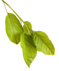 apple-tree branch with green leaves. Isolated on white backgroun