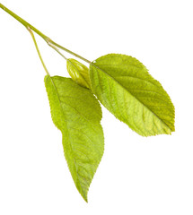Fototapeta premium one apple leaf isolated on white background