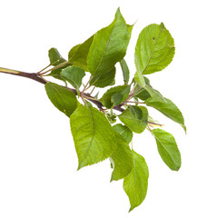 apple-tree branch with green leaves. Isolated on white backgroun