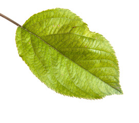 one apple leaf isolated on white background