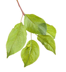 Fototapeta premium apple-tree branch with green leaves. Isolated on white backgroun