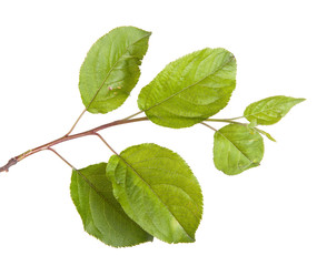 Fototapeta premium apple-tree branch with green leaves. Isolated on white backgroun