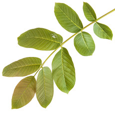 Fototapeta na wymiar walnut leaves on a branch. isolated on white background