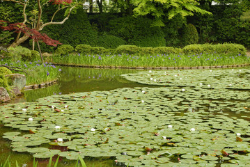 Jardin japonais aux nénuphars à Kyoto, Japon